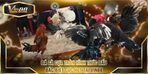 Đá gà cựa tròn